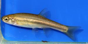 Northern Redbelly Dace