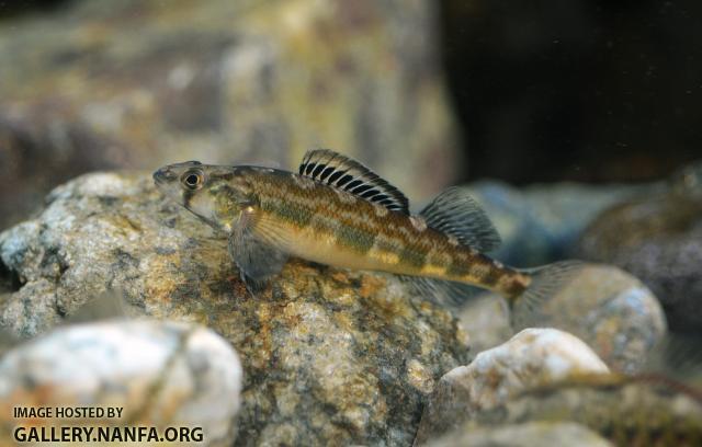 Male shield darter P. peltata