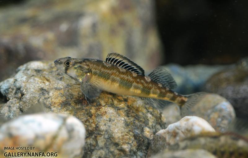 Male shield darter P. peltata