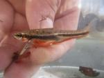 Mountain Redbelly Dace