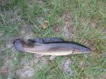 Bowfin