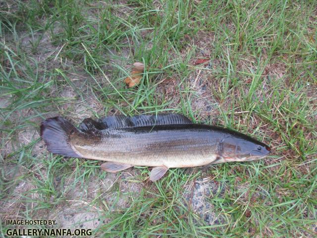 Bowfin