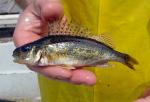 Ruffe - Gymnocephalus cernuus