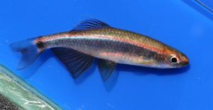 Sailfin Shiner