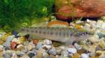 Slenderhead Darter - Percina phoxocephala