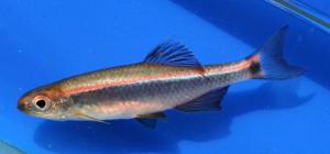 Sailfin Shiner