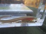 Mountain Brook Lamprey