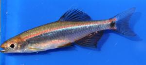 Sailfin Shiner