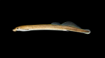 Petromyzontidae - Lampreys