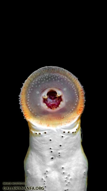 Lampetra-aepyptera-oral-disk