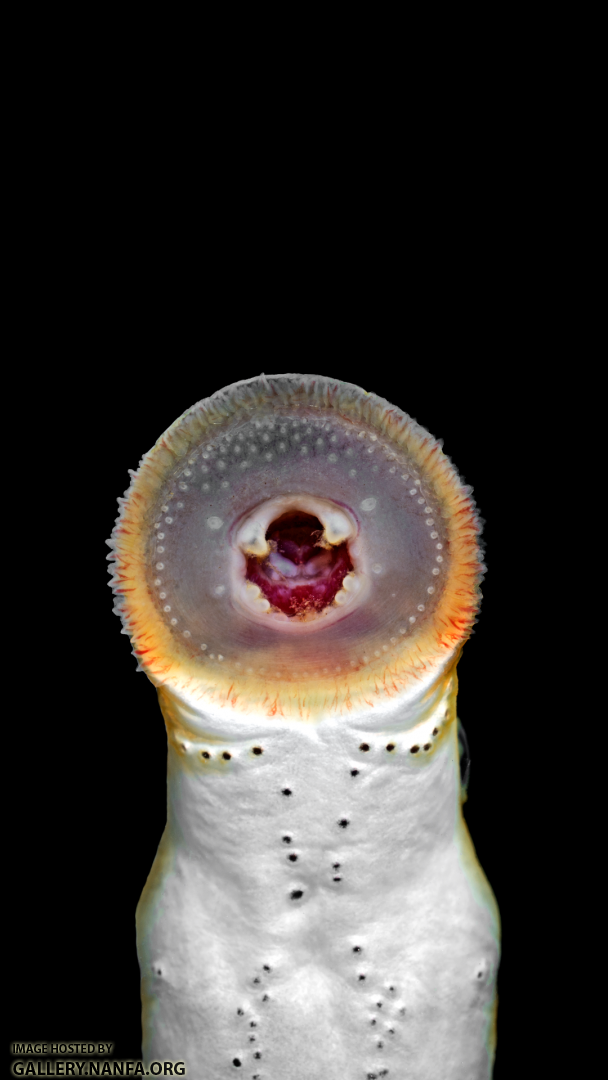 Lampetra-aepyptera-oral-disk