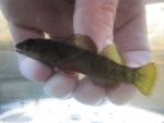 Greenfin Darter