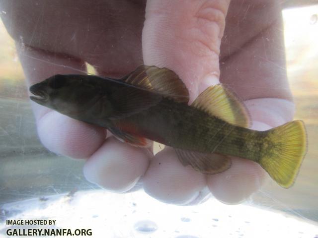 Greenfin Darter