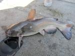 Catfish, Bullheads, and Madtoms