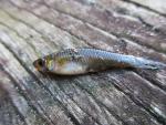 Eastern Mosquitofish