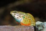 Male redline darter face