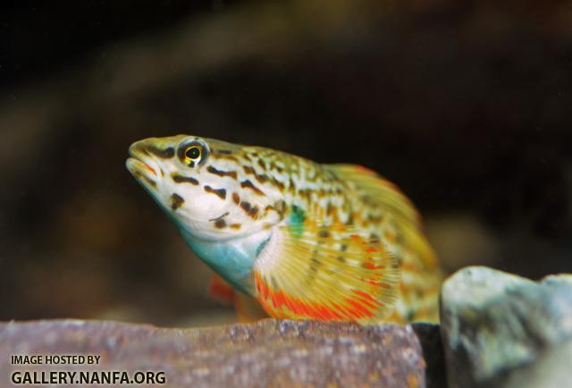 Male redline darter face