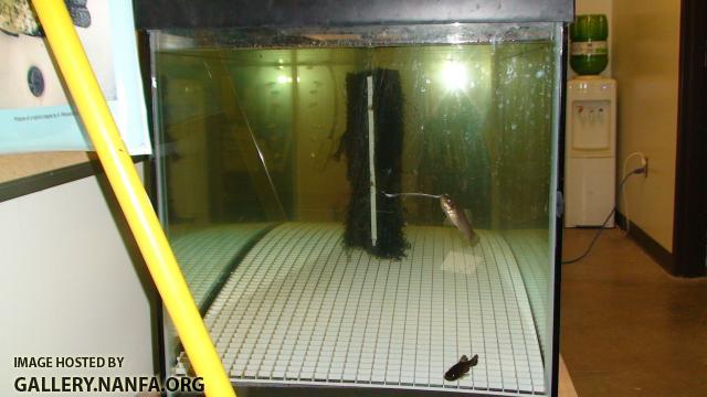 PIRATE PERCH BREEDER TANK SIDE