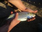 Hickory Shad