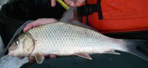 Carpiodes cyprinus cyprinus