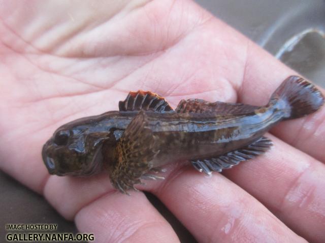 Mottled Sculpin