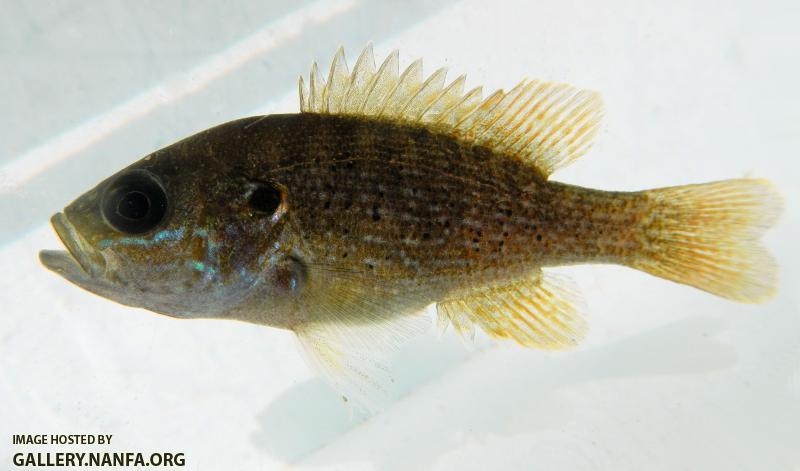 green sunfish