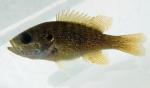 green sunfish