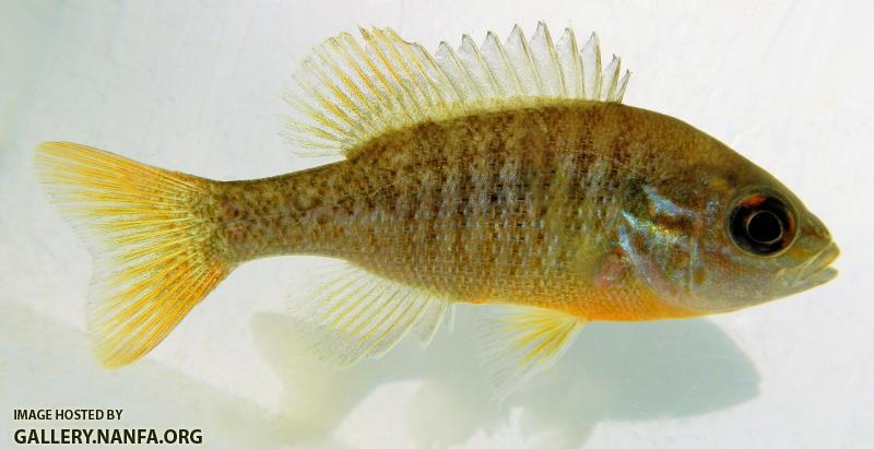 redbreast sunfish