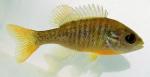 redbreast sunfish