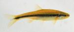 yellowfin shiner