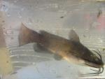 Brown Bullhead