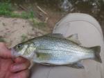 White Bass