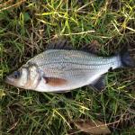 White Perch