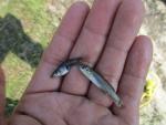 Banded Killifish