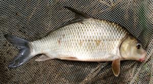 Carpiodes cyprinus hinei