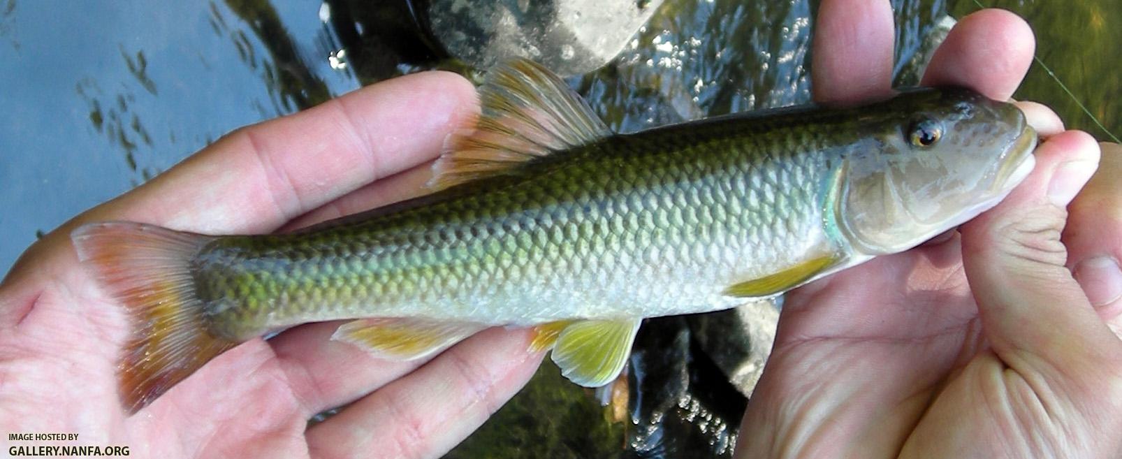 River Chub