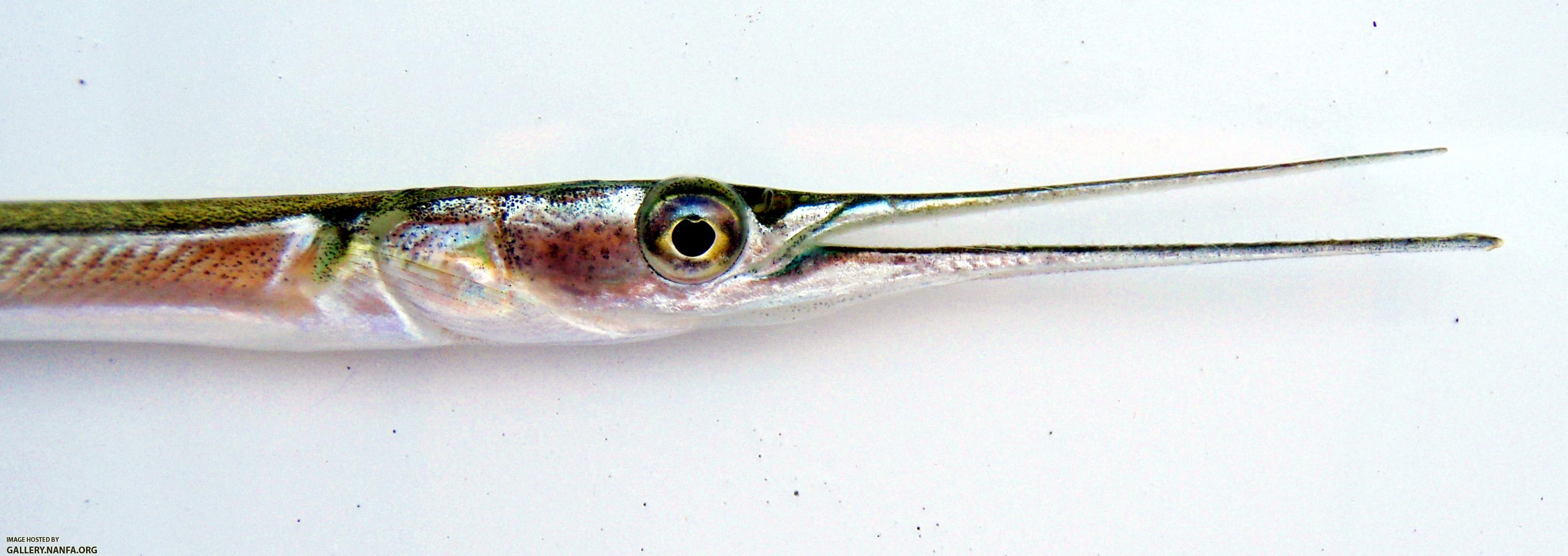 Atlantic Needlefish