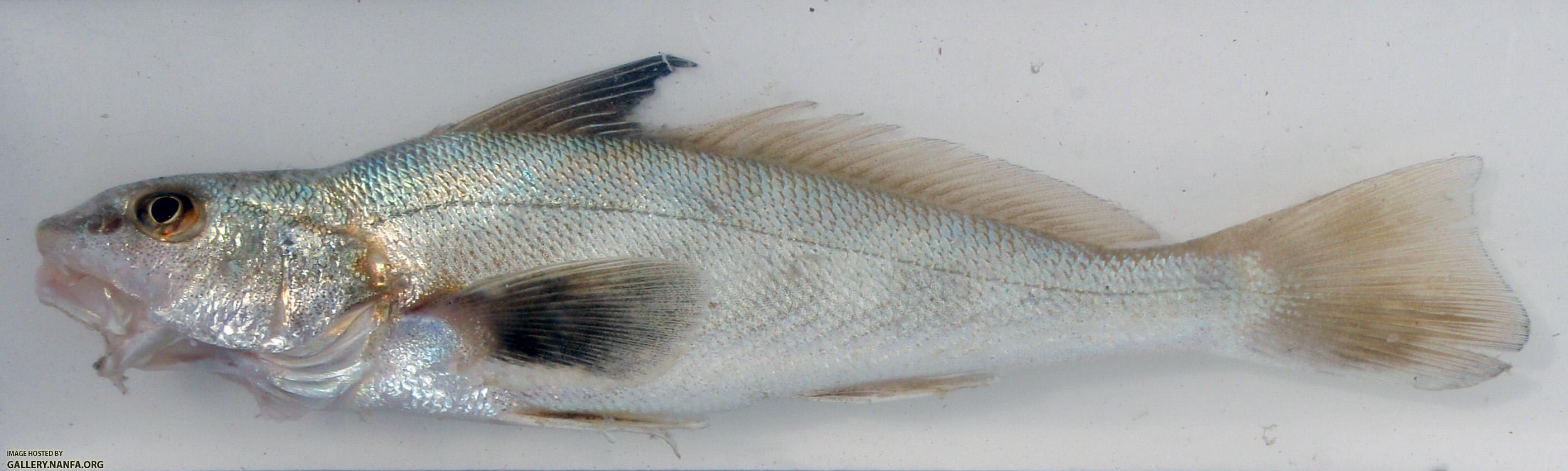 Southern Kingfish