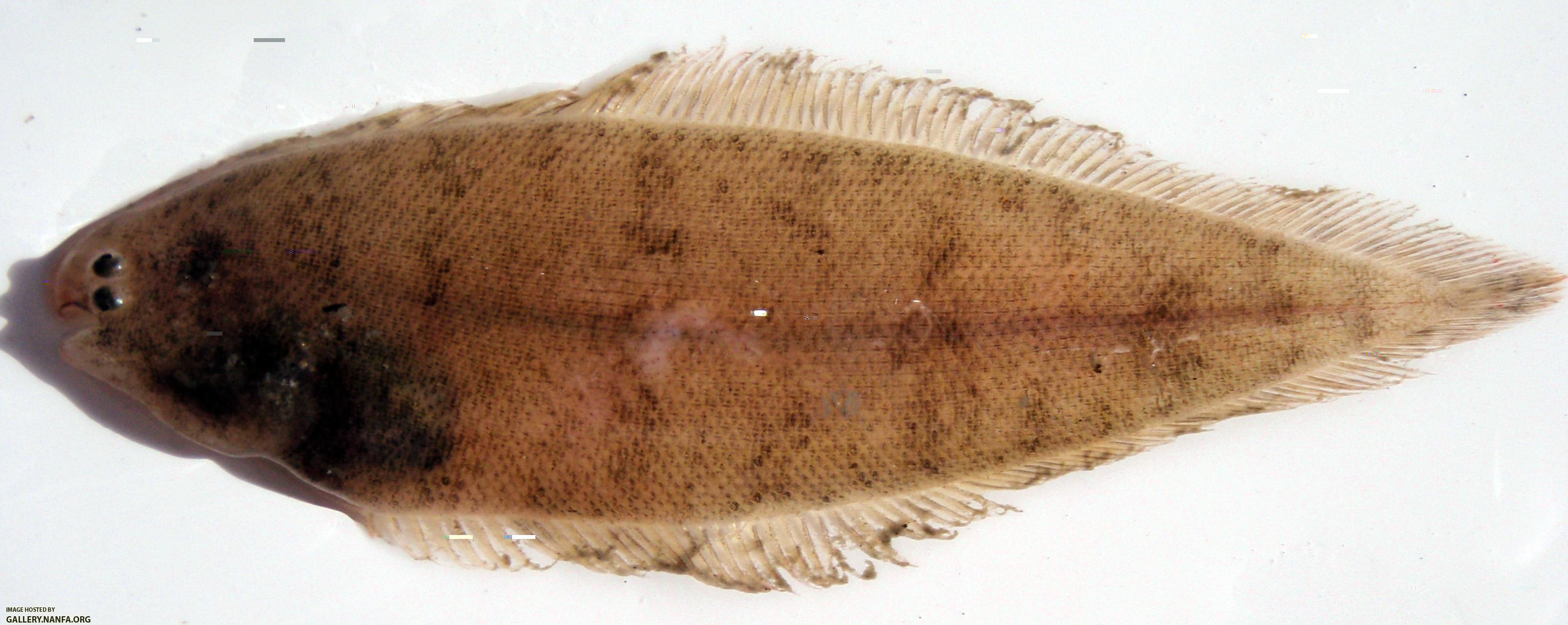 Blackcheek Tonguefish