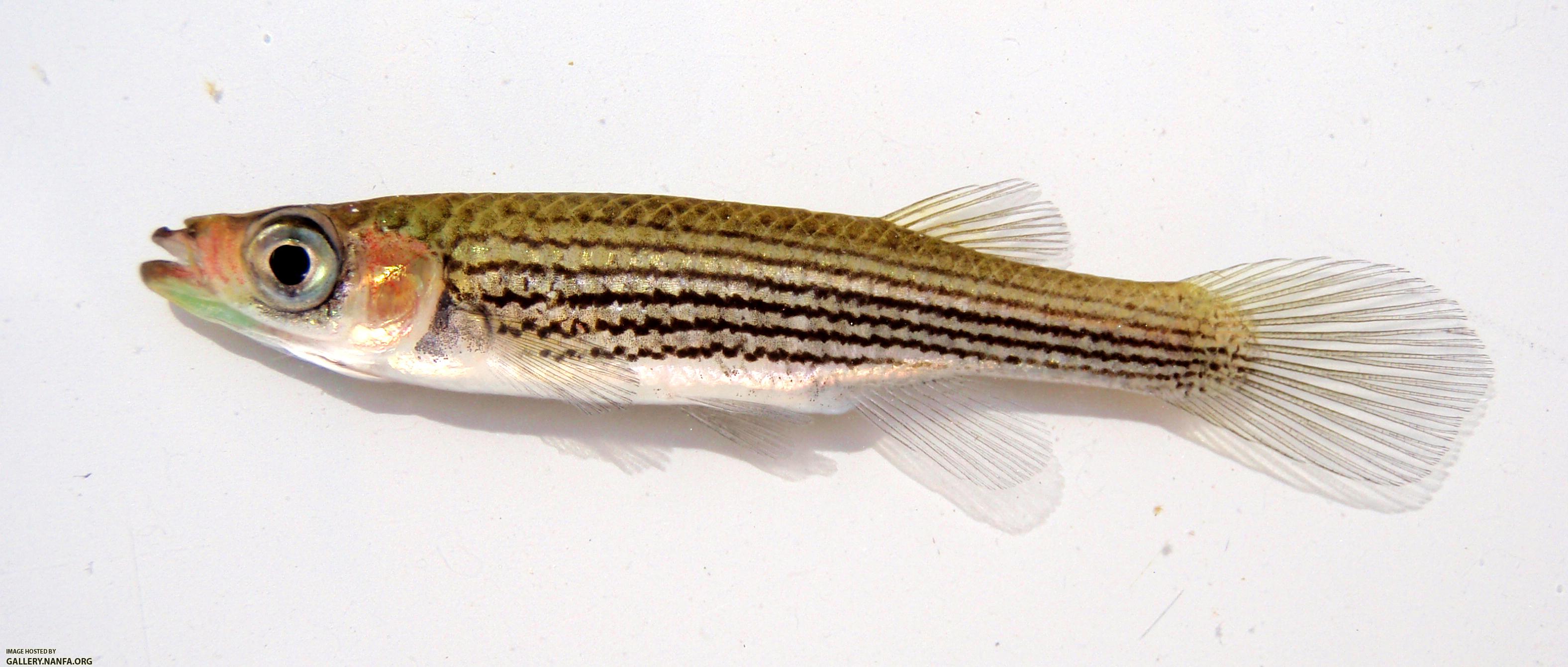 Lined Topminnow