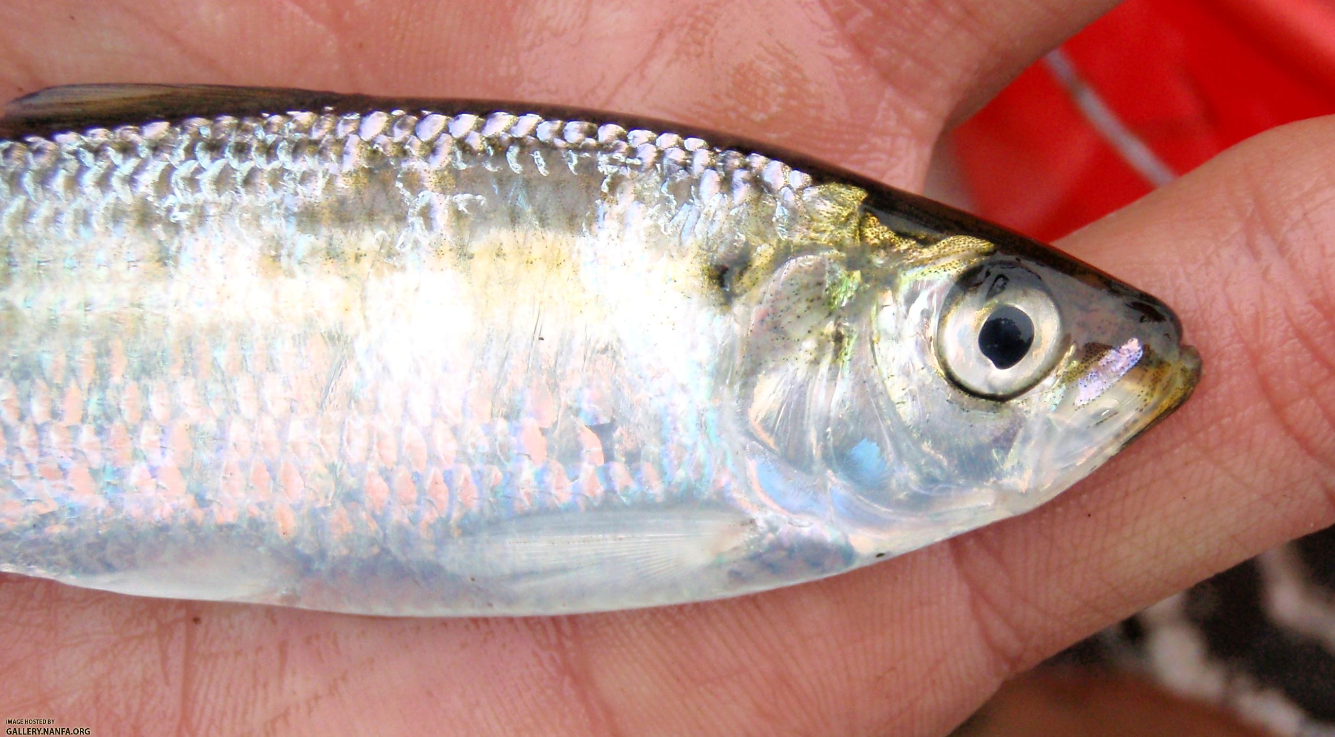 Blueback Herring