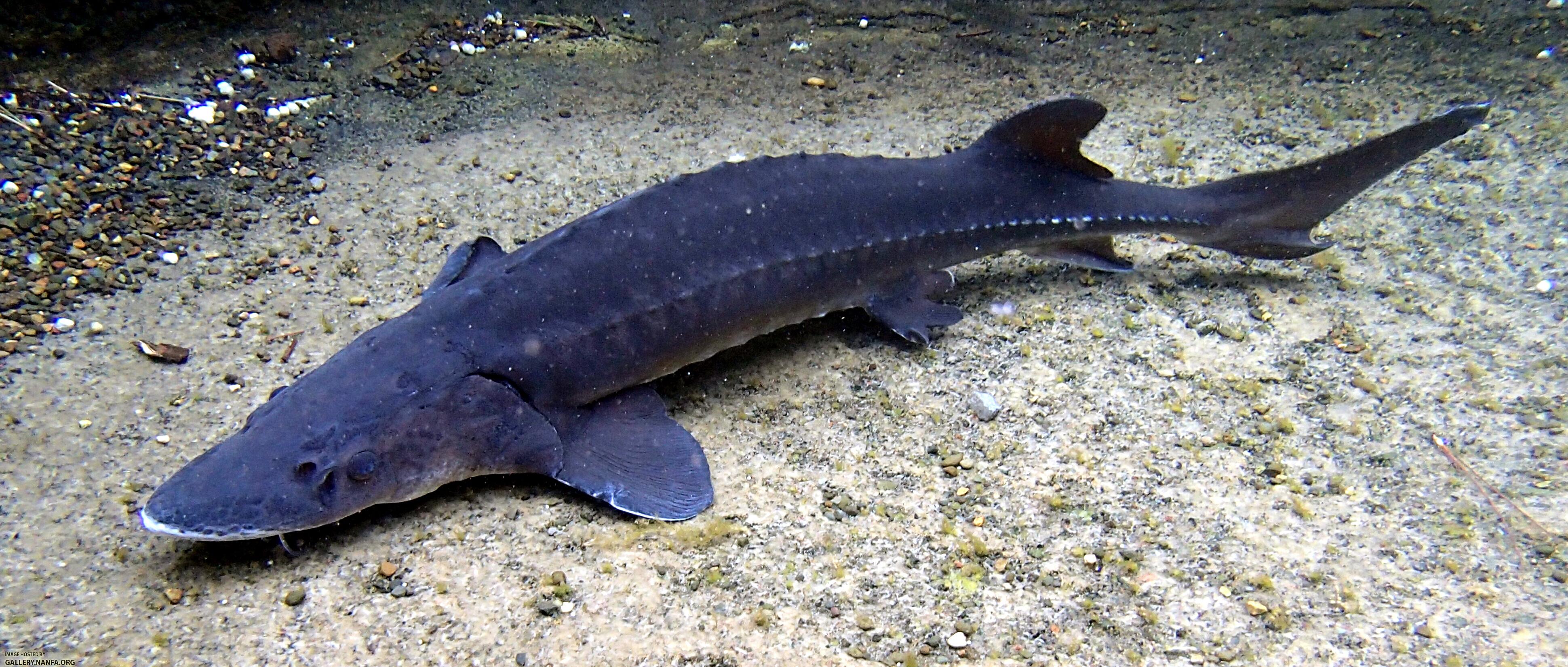 White Sturgeon