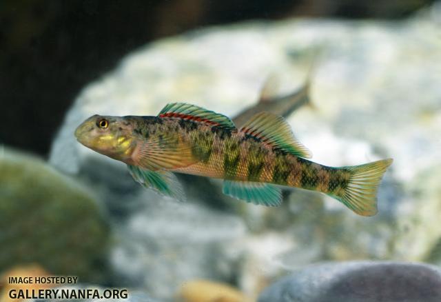 Greenside darter male