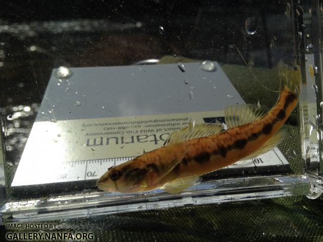 Appalachia Darter