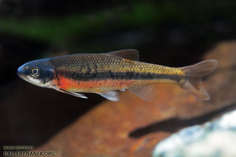 Nuptial male rosyside dace