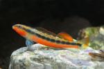 Adult male tangerine darter