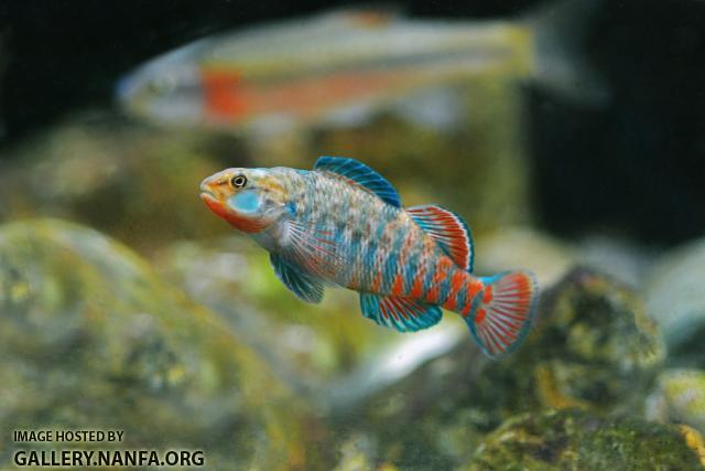 Rainbow darter