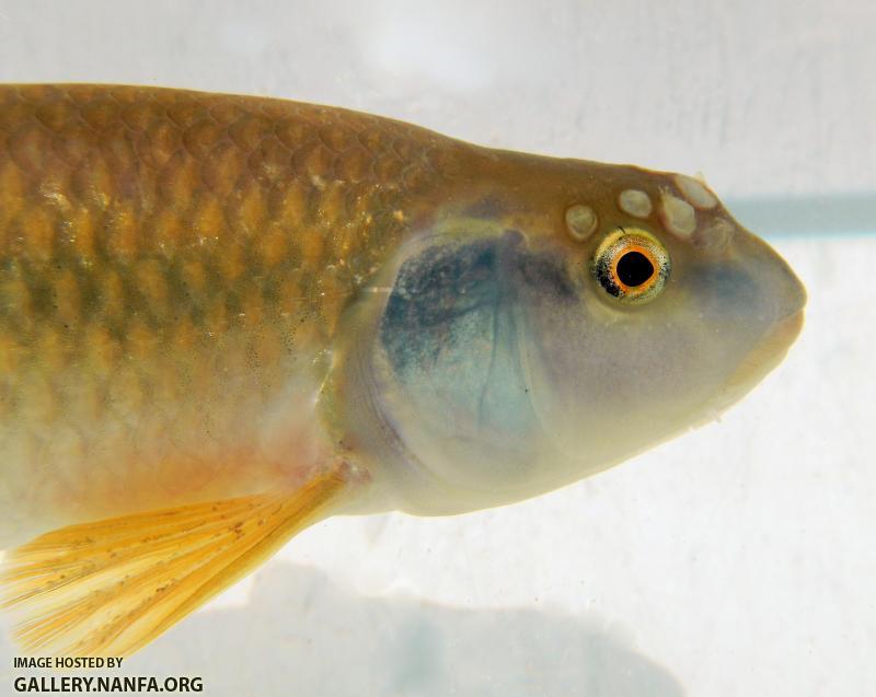 Bluehead Chub Face