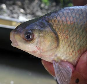 Smallmouth Buffalo