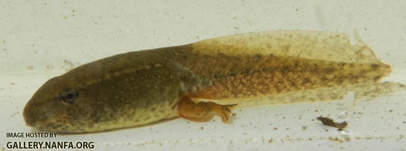 Tadpole